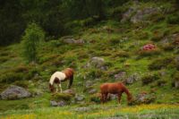 2015-07-03_Sonnjoch (455).JPG